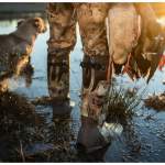 LaCrosse ALPHABURLY Pro 18