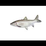 Pike БЕЛЫЙ АМУР