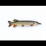 Pike ЩУКА