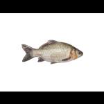 Pike КАРАСЬ