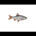 Pike ПЛОТВА
