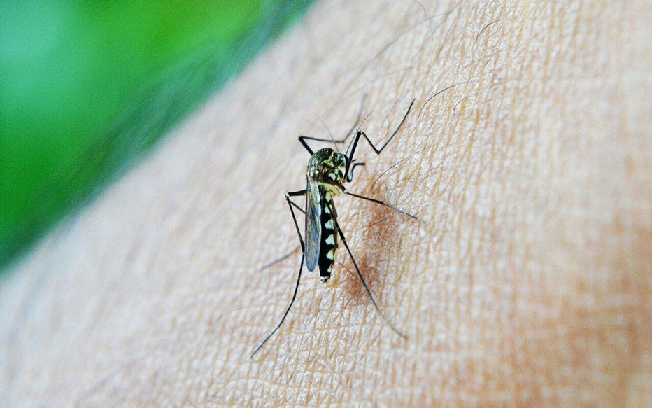 Как защититься от мошек и комаров. Народные средства